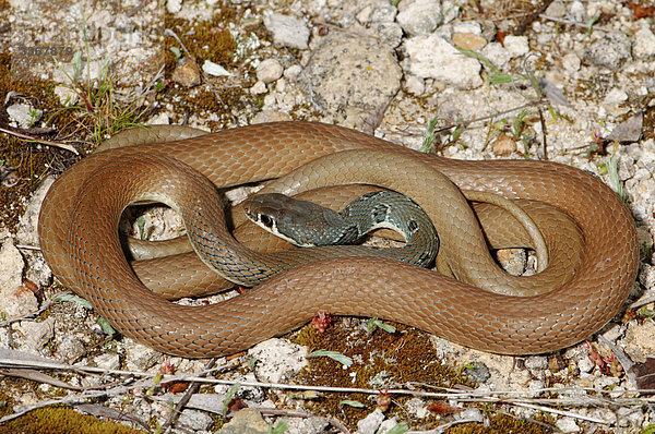 Waage - Messgerät Weitwinkel grau Schutz Tier Wildtier Gefahr Griechenland Reptilie Schlange Anatolien Balkan braun griechisch Türkei