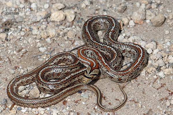 Waage - Messgerät Weitwinkel grau Schutz Tier Wildtier Gefahr rot Griechenland Reptilie Schlange Anatolien Balkan griechisch Türkei