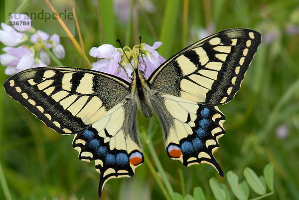 Schwalbenschwanz  Papilio Machaon  Schmetterling  Schmetterlinge  Insekt  Insekten  geschützte  indigene  rot  blau  spotted  Tier  Tiere  Fauna  Wildtiere  Wildtier  Wildtiere