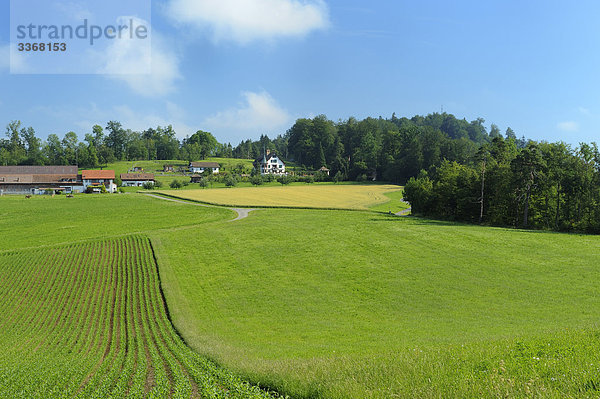 grün Wiese Schweiz Kanton Zürich