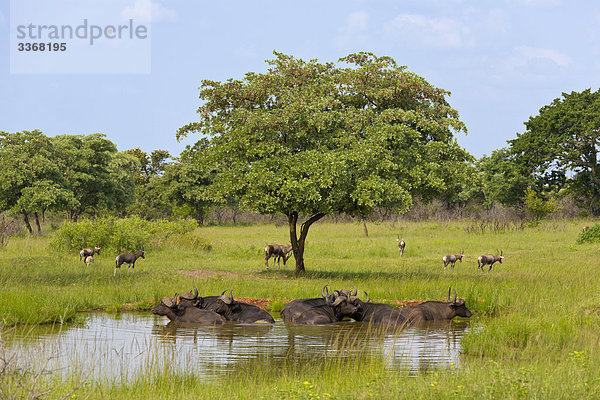 Buffalo im Wasser Pool  Syncerus Caffer  Private game Reserve  Südafrika