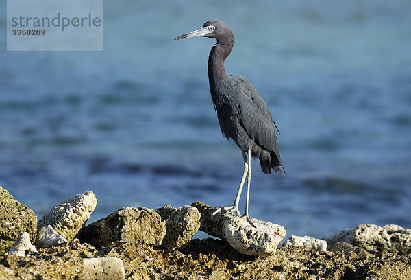 Vögel am Playa Dominicus  Bayahibe  La Romana  Dominikanische Republik