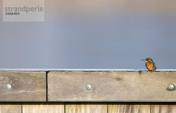 Kingfisher  Alcedo Atthis  Zaun  sitzen  Hintergrund verwischt  Bird  Birds  Tier  Natur  Winter