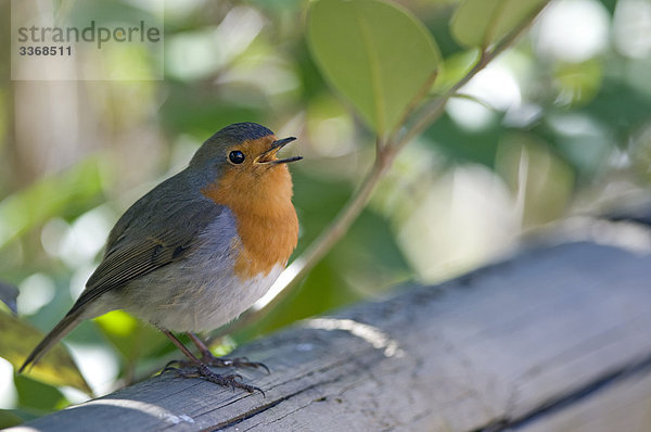 Robin  singen  Erithacus Rubecula  sitzend  Außenaufnahme  Gesang  Zweig  Portrait  Natur  Tier  Vogel  Vögel  Sommer