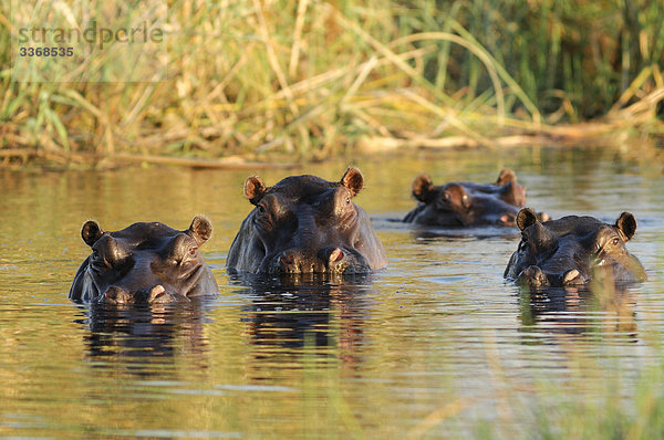 Nationalpark  Wasser  Flusspferd  Hippopotamus amphibius  Tier  Reise  Natur  Namibia  Afrika