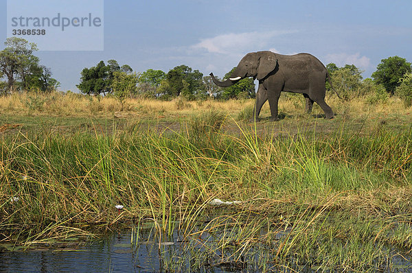 Afrikanischer Elefant  Loxodonta africana  Afrikanische  Nationalpark  Tier  Reise  Natur  Elefant  Namibia  Afrika