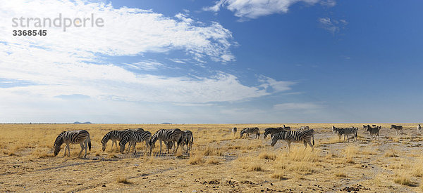 Zebra  Tiere  Tiere  Equus Burchelli  Etosha  Nationalpark  Region Kunene  Namibia  Afrika  Reisen  Natur