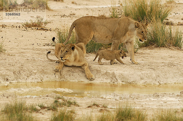 Löwe  Tier  Leo Panthera  Baby  Okaukuejo  Etosha  Nationalpark  Kunene Region  Namibia  Afrika  Reisen  Natur