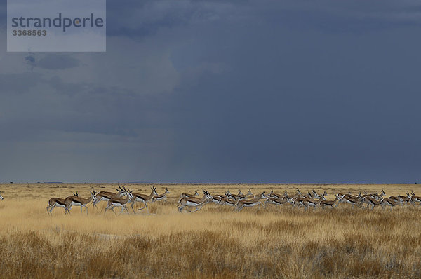 Springböcke  Antidorcas Marsupialis  Etosha  Nationalpark  Region Kunene  Namibia  Afrika  Reisen  Natur