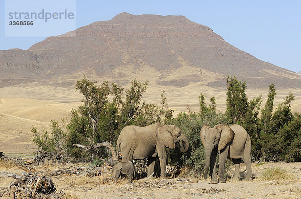 Afrikanischer Elefant  Loxodonta africana  Afrikanische  Tier  Reise  Natur  Elefant  Namibia  Afrika  Savannah  Steppe