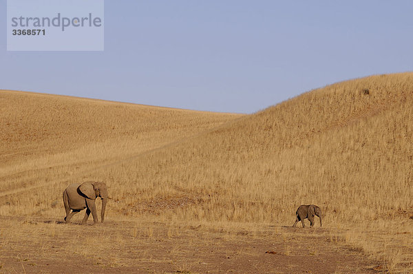 Afrikanischer Elefant  Loxodonta africana  Afrikanische  Tier  Reise  Natur  Elefant  Namibia  Afrika  Savannah  Steppe