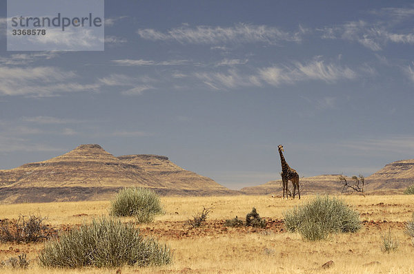Giraffe  Tier  Camelopardus  Grünland  Palmwag  Kaokoland  Kunene Region  Namibia  Afrika  Reisen  Natur