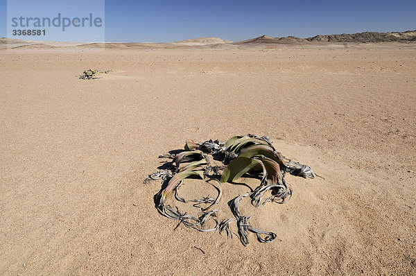 Welwitschia Pflanze  Welwitschia Drive  Namib-Naukluft-Nationalpark  Swakopmund  Region Erongo  Namibia  Afrika  Reisen  Natur