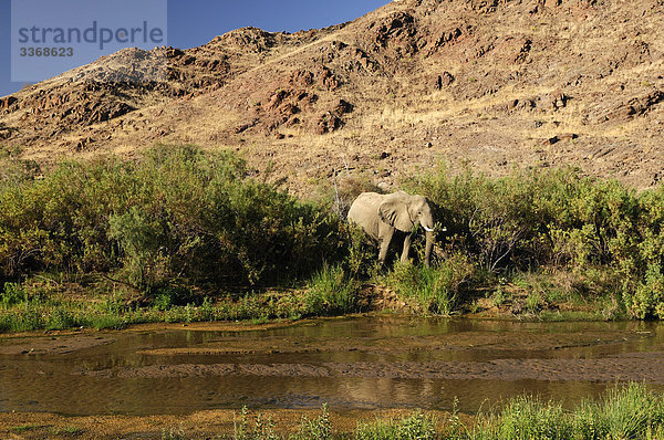 Elefant  Tiere  Loxodonta Africana  Skeleton Coast Camp  Wilderness Safaris  Hoarusib River  Purros  Kaokoland  Region Kunene  Namibia  Afrika  Reisen  Natur