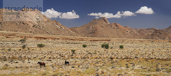 Wilden Pferde  Aus  Karas Region  Namibia  Afrika  Reisen  Natur