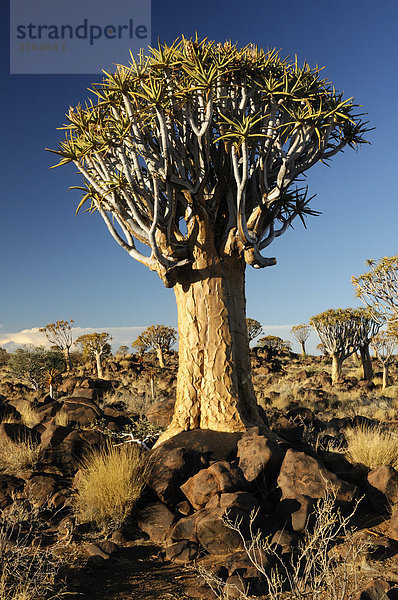 Kocherbaum  Baum  Köcherbaum  Quiver Tree Restcamp  Keetmanshoop  Karas Region  Namibia  Afrika  Reisen  Natur