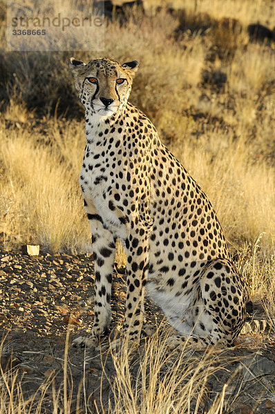 Gepard  Tier  Acinonyx Jubatus  Quiver Tree Restcamp  Keetmanshoop  Region Karas  Namibia  Afrika  Reisen  Natur