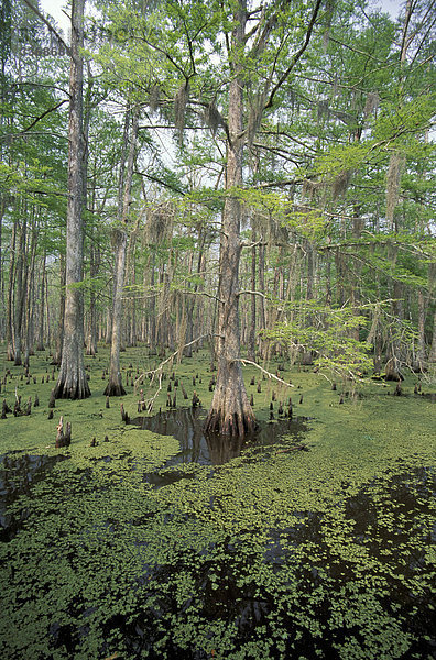 Sumpf  Atchafalaya Basin  Lafayette  Louisiana  USA  Nordamerika  Amerika  Reisen  Bäume  Wald  grün  Natur  Landschaft