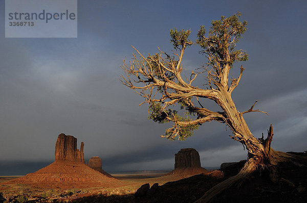 Sturm  Monument Valley Tribal Navajo Park  Utah  Arizona  USA  Amerika  Reisen  Rock  Bildung  Baum  Licht  Wetter  Landschaft  Natur  landschaftlich Nordamerika