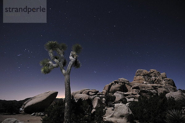 Joshua Bäume  Felsen  nach Sonnenuntergang  Nacht  Sterne  glänzende  Joshua Tree Nationalpark  Kalifornien  USA  Amerika  Nord-Amerika  Travel  Landschaft  Landschaften