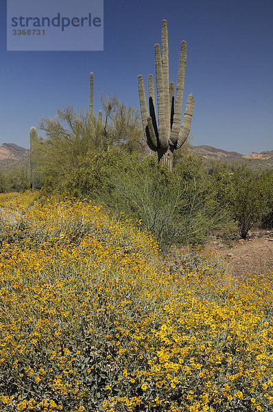 Frühlingsblumen  Saguaro  Kaktus  Lost Dutchman State Park  Apache Junction  Arizona  USA  Amerika  Nordamerika  Reisen  Natur  Landschaft