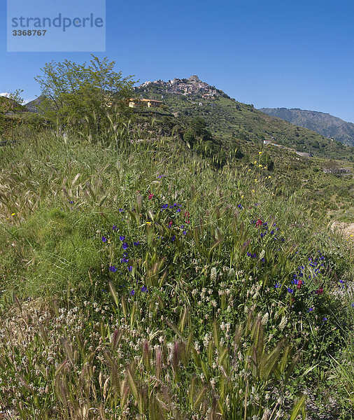 Nationalpark Felsbrocken Botanik Wohnhaus Gebäude Steilküste grün Dorf Wiese Kalabrien Italien Bergdorf