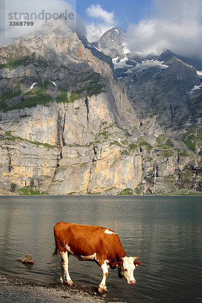 Kuh am Ufer des Oeschinensee mit Mount Blüemlisalp  Berner Oberland Alpen  Schweiz