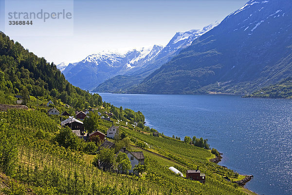 Norwegen  Skandinavien  schwer Wiese Jokulen  harte Wiese  Fjord  Wasser  Dorf  Weinberg  Berge  Lofthus  Reisen  Reise  Urlaub  Urlaub  Tourismus