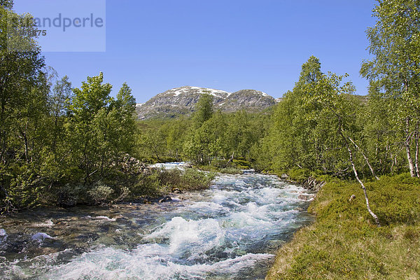Berg Urlaub Reise Wald Natur fließen Fluss Bach Holz Norwegen Fjord Skandinavien Tourismus