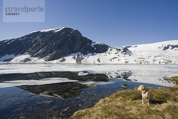 Norwegen  Scandinavia  Djutvatnet  Lake  Meer  in der Nähe von Geiranger  Fjord  Berge  See  Meer  Eis  Ei  Landschaft  Hund  Reisen  Urlaub  Urlaub  Tourismus