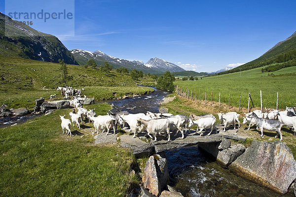 Norwegen  Scandinavia  mehr Og Romsdal  Öfen  Bereiche  Nanny Ziegen  Tiere  Tiere  Wiese  Brook  Fußgängerbrücke  Brücke  Reisen  Urlaub  Urlaub  Tourismus