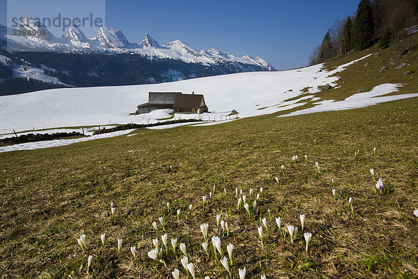 Berg Blume Krokus Schnee Schweiz