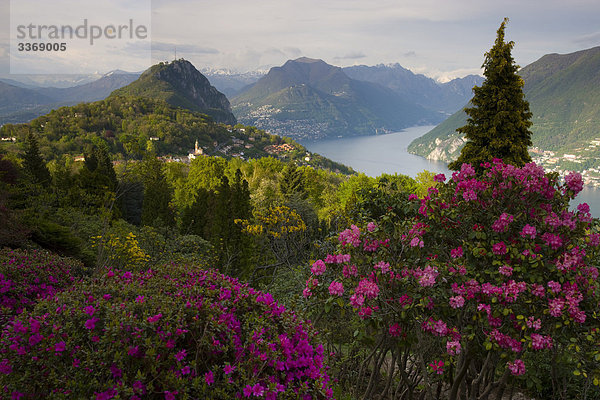 Berg See blühen Rhododendron Schweiz Kanton Tessin