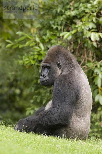Westlichen plain Gorilla Gorilla Gorilla  Monkey  Wiese  Schutz  Ape  Tiere