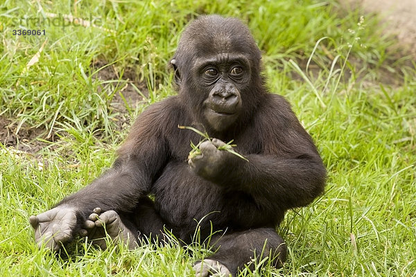 Westlichen plain Gorilla  Gorilla Gorilla  Monkey  Wiese  Ape  Tiere  Jung's Tier