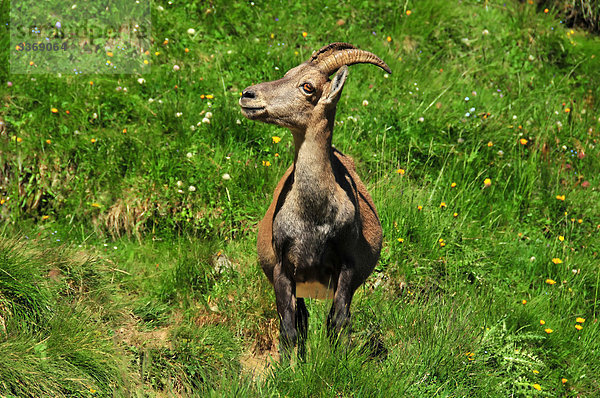 Schweiz  Wallis  Saas Fee  Capra  Capricorn  Ibex  Tier  Tier  Säugetier  Berg  Europa  Hörner  Wiese