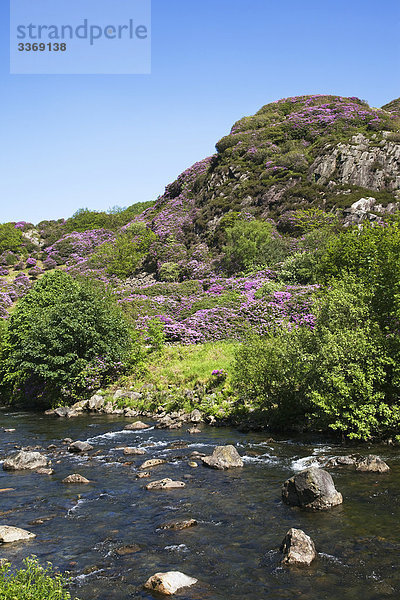 Wales  Gwynedd  Snowdonia National Park  Rhododendren in Bloom und Berge