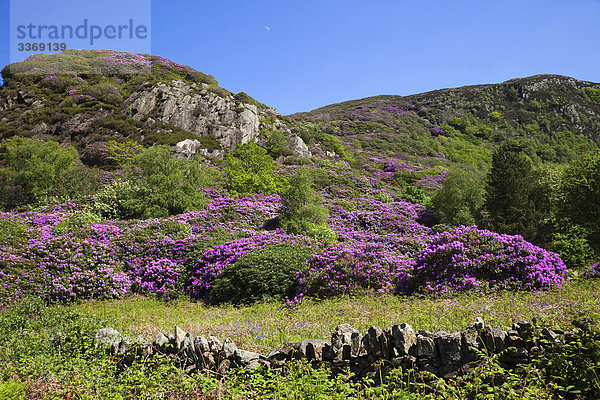 Wales  Gwynedd  Snowdonia National Park  Rhododendren in Bloom und Berge