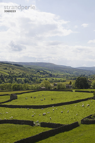 England  Yorkshire  Yorkshire Dales  Swaledale