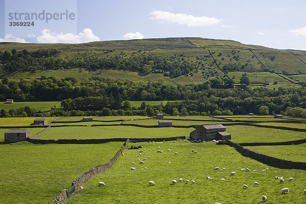 England  Yorkshire  Yorkshire Dales  Swaledale