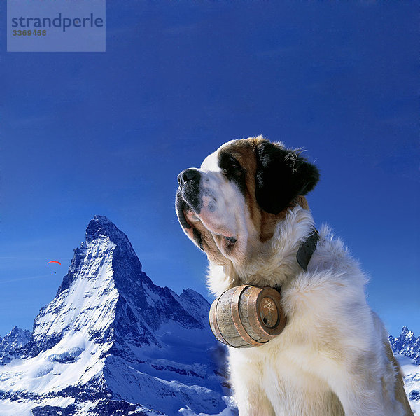 blauer Himmel wolkenloser Himmel wolkenlos Profil Profile Portrait Berg Berggipfel Gipfel Spitze Spitzen Tier Hund Matterhorn Himmel Wildtier Schweiz Kanton Wallis