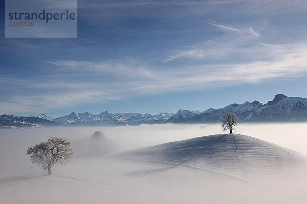 Landschaftlich schön landschaftlich reizvoll Berg Winter Baum Nebel Alpen Eiger Berner Alpen Kanton Bern Mönch Schnee Schweiz Nebelmeer
