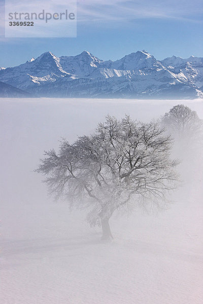 Landschaftlich schön landschaftlich reizvoll Berg Winter Baum Nebel Alpen Eiger Berner Alpen Kanton Bern Mönch Schnee Schweiz Nebelmeer