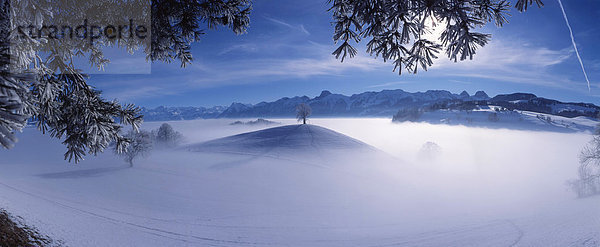 Panorama Landschaftlich schön landschaftlich reizvoll Berg Winter Ast Alpen Kanton Bern Stimmung Schweiz Nebelmeer