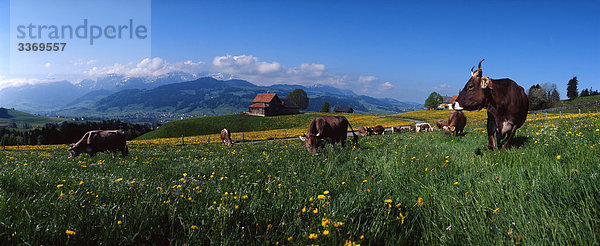 Hausrind Hausrinder Kuh Panorama Landschaftlich schön landschaftlich reizvoll Stein Natur Wiese Schweiz