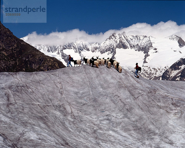 Schweiz  Landschaft  Nanny Goat Shepherd  Gletscher  Herde  Aletsch-Gletscher  Eis  Moräne  halten Haustiere  Viehzucht  Tiere  Tiere  Nanny Ziegen  Berge  halten Haustiere  Viehzucht  Landwirtschaft