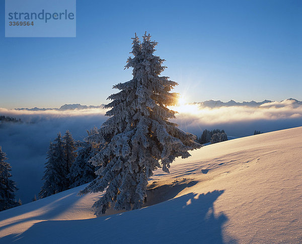 Schweiz  Landschaft  Winter  Schnee  Rigi  Baum  Winterlandschaft  Sonnenaufgang  Sonnenuntergang  Berge  Natur  Stimmung