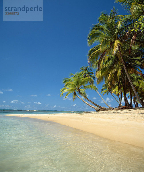Dominikanische Republik  Meer  Strand  Strand  Palmen  Karibik  Strand  Urlaub  Traumstrand