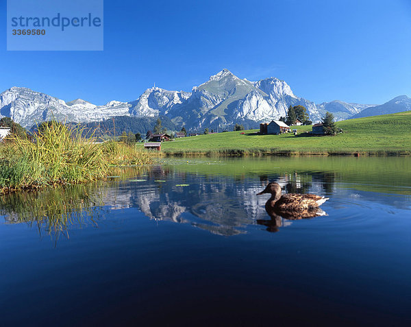 Landschaftlich schön landschaftlich reizvoll Tier See Meer Natur Gras unbewohnt leer stehend Ente Idylle Schilf Schweiz
