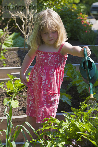 Junges Mädchen Bewässerung von Gemüse in einem Garten Herr PR